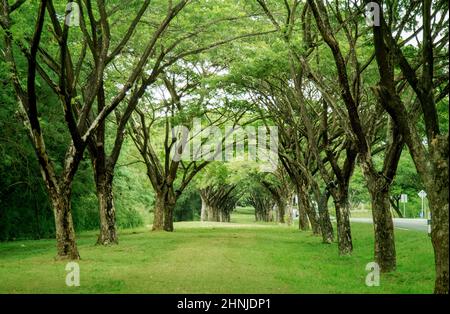 Torbogen riesiger Baum im Naturhintergrund Stockfoto