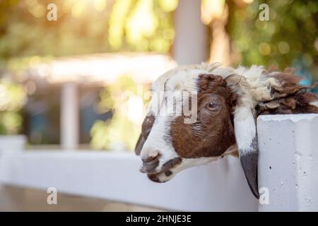 Polity Augen der Ziege in Bauernhof Käfig warten auf die Fütterung Stockfoto