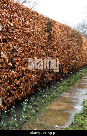 Eine Buchenhecke im Winter in Großbritannien Stockfoto