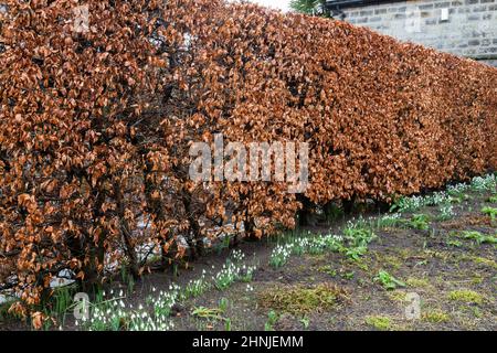 Eine Buchenhecke im Winter im York Gate Garden, Leeds, Yorkshire. Stockfoto