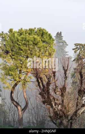 Blick vom Pincio, Aussichtspunkt Marche, Nebel, Potenza Picena, Italien, Europa Stockfoto