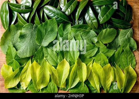 Hintergrund aus verschiedenen grünen Blättern in Reihe, grün gelber Farbverlauf. Speicherplatz kopieren. Natur kreatives Layout, Draufsicht, flach liegend. Green Life-Konzept Stockfoto