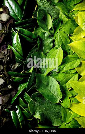 Hintergrund aus verschiedenen grünen und roten Blättern, grüner Farbverlauf. Speicherplatz kopieren. Natur kreatives Layout, Draufsicht, flach liegend Stockfoto