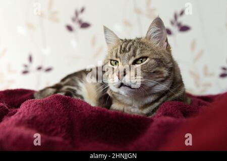 Silberne gestromte Hauskatze, die auf einer weichen Decke liegt Stockfoto