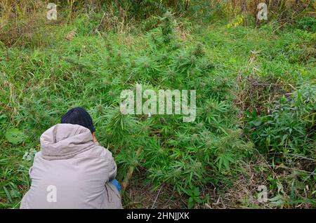 Ein Anbauer, der Cannabisbusch anbaut, wächst auf dem Feld, Knospen blühen. Stockfoto