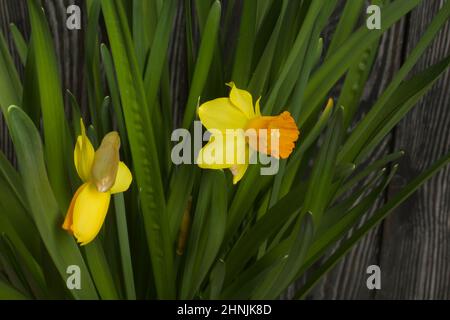 Gelbe Narzisse. Gelbe Narzissen in einem Topf. Nahaufnahme. Stockfoto