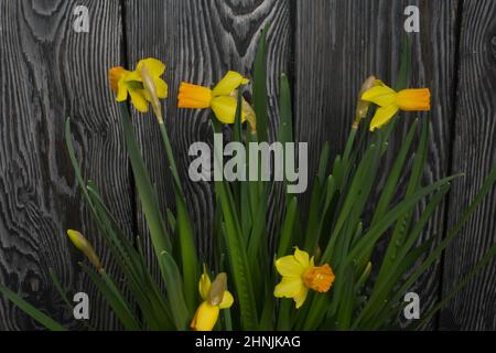 Gelbe Narzisse. Gelbe Narzissen in einem Topf. Nahaufnahme. Stockfoto