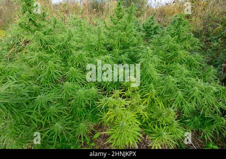 Weiblicher Cannabisbusch, der auf dem Feld wächst, Knospen blühen. Stockfoto