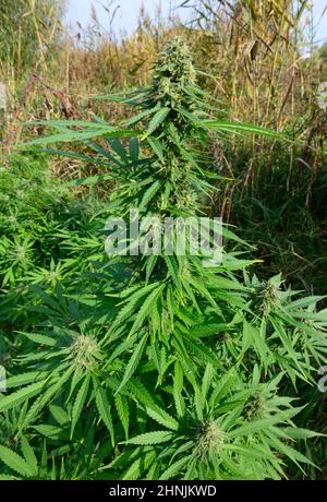 Weiblicher Cannabisbusch, der auf dem Feld wächst, Knospen blühen. Stockfoto