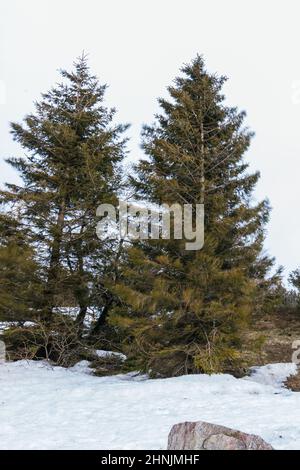 Schauinsland, Deutschland. 17th. Februar 2022. Die Zweige der Nadelbäume bewegen sich im Wind nahe dem Gipfel des Schauinslands. Die stürmischen Tiefdruckgebiete „Ylenia“ und „Zeynep“ verursachen derzeit in weiten Teilen Deutschlands stürmische bis Hurrikanartige Bedingungen. Quelle: Philipp von Ditfurth/dpa/Alamy Live News Stockfoto