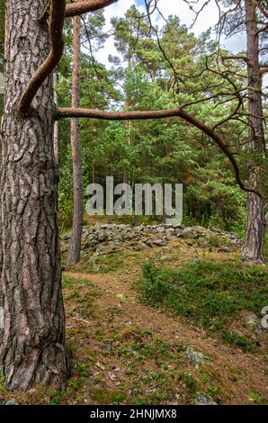 Cairn als Nachweis einer bronzezeitlichen Grabstätte im Waldgebiet des Tisselskog Naturreservats bei Högsbyn, Dalsland, Västra Götalands län, Schweden. Stockfoto