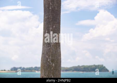 Eine kleine Eidechse mit einem langen Schwanz sitzt auf dem Stamm eines Baumes, blaues Meer und Insel im Hintergrund Stockfoto