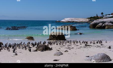 Boulders Beach in Simons Town, Kapstadt, Südafrika. Wunderschöne Pinguine. Kolonie afrikanischer Pinguine an einem felsigen Strand in Südafrika. Stockfoto