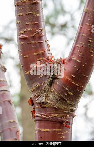 Die spektakuläre Mahagoni-Rinde eines tibetischen Kirschbaums von prunus serrula Stockfoto