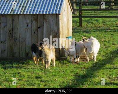 Ziege mit Kindern in der Wintersonne beim Tierheim Stockfoto