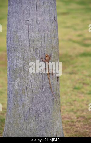 Nahaufnahme f eine kleine Eidechse mit langem Schwanz sitzt auf dem Stamm eines Baumes, grünes Gras im Hintergrund Stockfoto