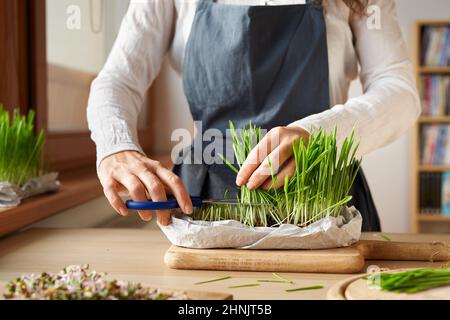 Frau schneidet frisch angebauter Gerstengras mit einer Schere Stockfoto