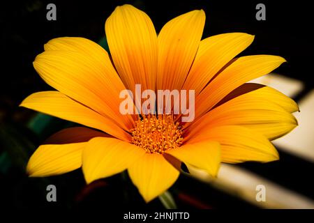 Orangefarbene und gelbe Gazania-Blume isoliert auf schwarzem Hintergrund Stockfoto