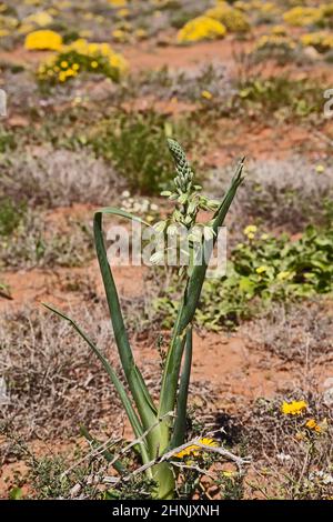 Albuca flaccida 11638 Stockfoto