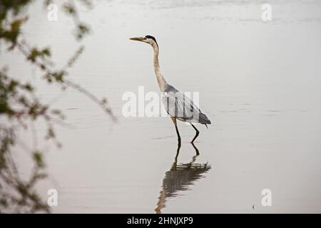 Graureiher (Ardea cinerea) 13861 Stockfoto