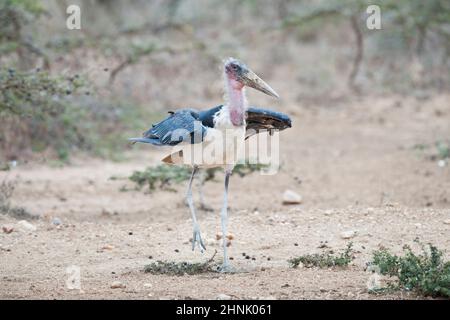 Marabou Storch in Masai Mara National Park in Kenia Stockfoto