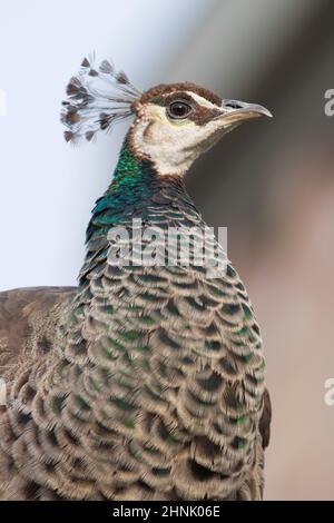 weibliche Pfau im Profil gesehen Stockfoto