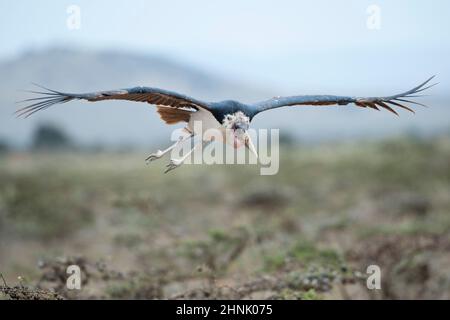 Marabou Storch in Masai Mara National Park in Kenia Stockfoto