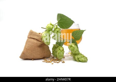 Bier- oder Getränkestillleben mit einem Zweig aus grünem Hopfen und Gerste, die aus einem hessischen Beutel verschüttet werden, zusammen mit einem eleganten Glas gekühltem Lager oder gezapftem Witz Stockfoto