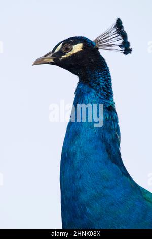 Türkis männlicher Pfau im Profil gesehen Stockfoto