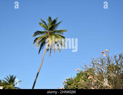 Wunderschöne Palmen am Strand von Barbados. Stockfoto