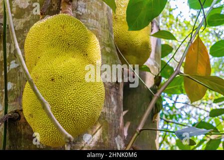 Eine Jackfrucht, jaca, die an einem Jackfruitbaum hängt. Art Artocarpus heterophyllus. Sansibar, Tansania Stockfoto