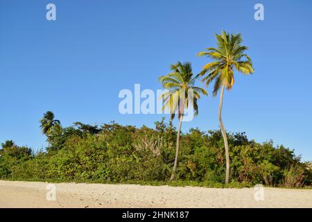 Wunderschöne Palmen am Strand von Barbados. Stockfoto