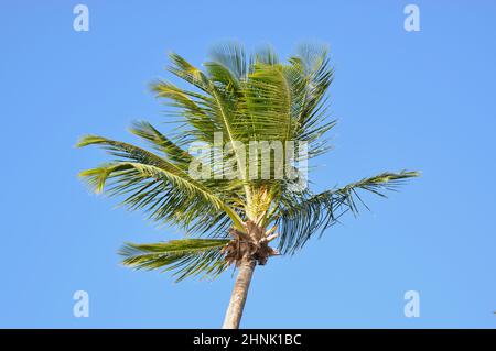 Wunderschöne Palmen am Strand von Barbados. Stockfoto
