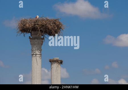 Distyle von Zalamea Replik mit Storchennest oben. Kreisverkehr Denkmal in der Nähe von Quintana de la Serena, Extremadura, Badajoz, Spanien Stockfoto