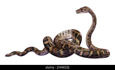 3D-Rendering eines burmesischen Python oder Python Bivittatus, einer der größten Schlangen der Welt Stockfoto