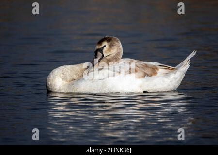 Eine Nahaufnahme eines schönen, einjährigen stummen Schwans, der auf einem Sumpfsee schwimmt und seine Federn aufreibt. Stockfoto