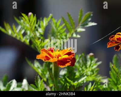 Wunderschöne orangefarbene Ringelblumen oder Tagetes Patula aus nächster Nähe Stockfoto