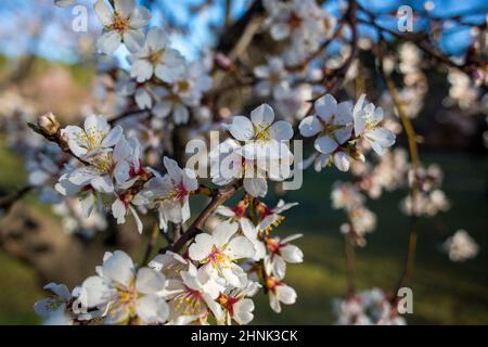 Detail der Mandelblüten im Park der Quinta de los Molinos.der Park der Quinta de los Molinos ist seit 1997 als Madrids historischer Park gelistet und hat etwa 1500 Mandelbäume, die jedes Jahr in den Monaten Februar und März, dem Frühlingsbeginn, blühen. Stockfoto