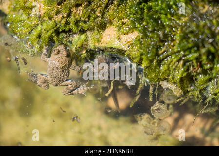 Gelbbauchkröte (Bombina variegata) mit Jungen und Eiern. Stockfoto