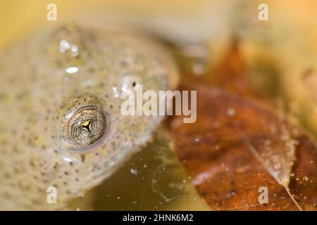 Gelbbauchkröte (Bombina variegata). Stockfoto