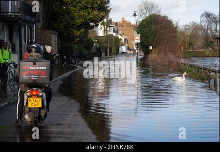 London, Großbritannien. 17th. Februar 2022. Spring Tides und Swans in der Chiswick Mall. Nach dem Vollmond der letzten Nacht sumpft sich Spring Tides auf die Chiswick Mall und gibt den Schwanen etwas anderes als Futter, während Radfahrer und Pizzalieferanten zusehen. Kredit: Peter Hogan/Alamy Live Nachrichten Stockfoto