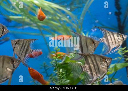 Viele blaue Engelfische Stockfoto