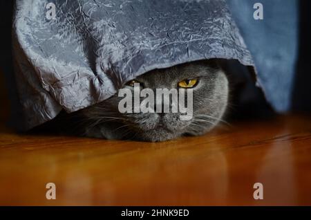 Im Licht des Fensters liegt eine graue Katze britischer oder schottischer Rasse auf dem Bett Stockfoto