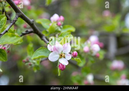 Viele schöne Blüten von Apfelbaum im Frühjahr Stockfoto