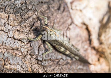 Ägyptische Heuschrecke oder ägyptische Heuschrecke (Anacridium aegyptium). Stockfoto