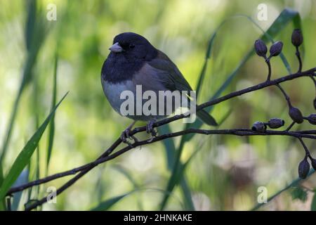 Dunkeläugiger junger Mann mit Barsch am Baumzweig, Erwachsene. Stanford, Santa Clara County, Kalifornien, USA. Stockfoto