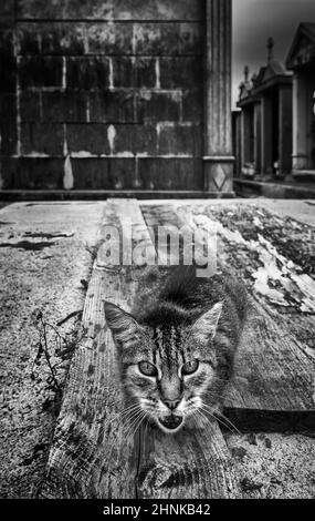 Knurrende Katze auf einem Friedhof Stockfoto