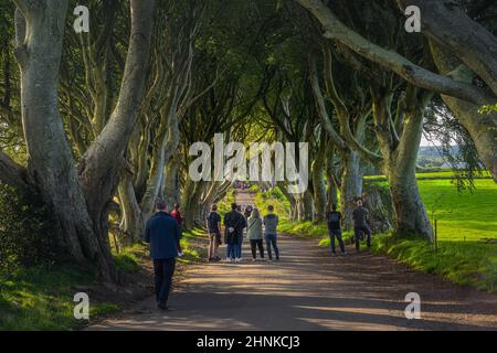 Touristen bewundern die ikonische Lage aus der TV-Show The Game of Thrones, The Dark Hedges Stockfoto