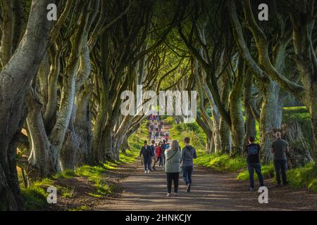 Touristen bewundern die ikonische Lage aus der TV-Show The Game of Thrones, The Dark Hedges Stockfoto