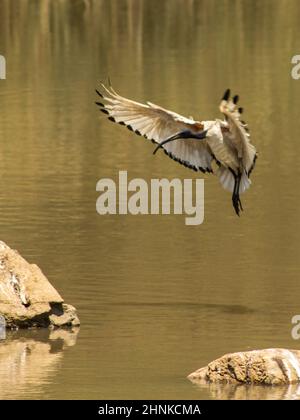 Ein heiliges Ibis (Threskiornis aethiopicus) im Flug über einem Vogelbeobachtungs-Staudamm in Südafrika Stockfoto